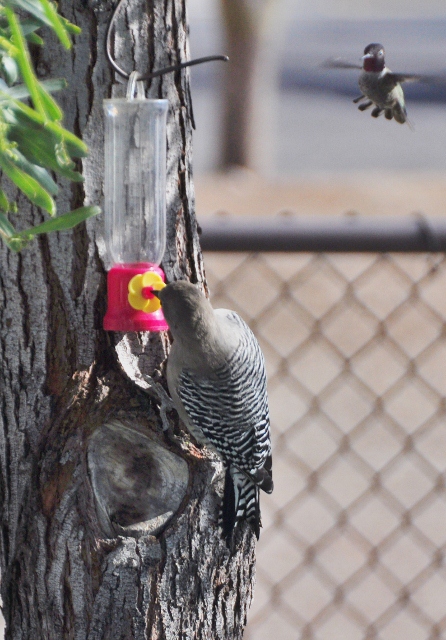 gila woodpecker at hummer feeder